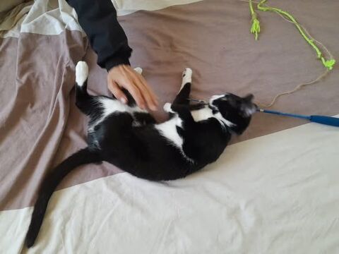 Chat CHOUQUETTE &agrave; l adoption 200 26120 Chabeuil