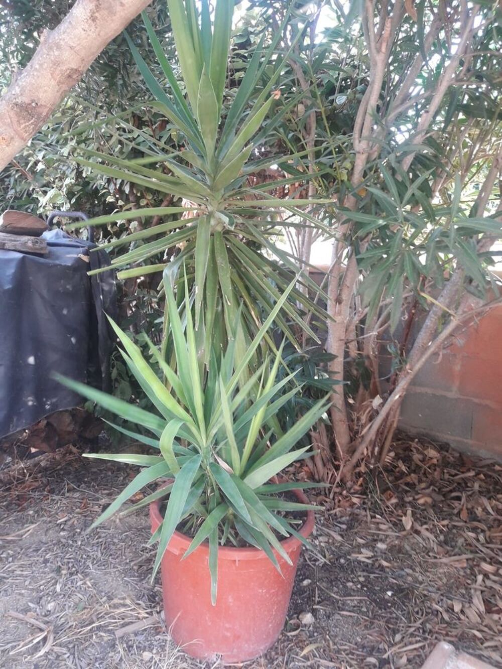Yucca 1,55m Jardin