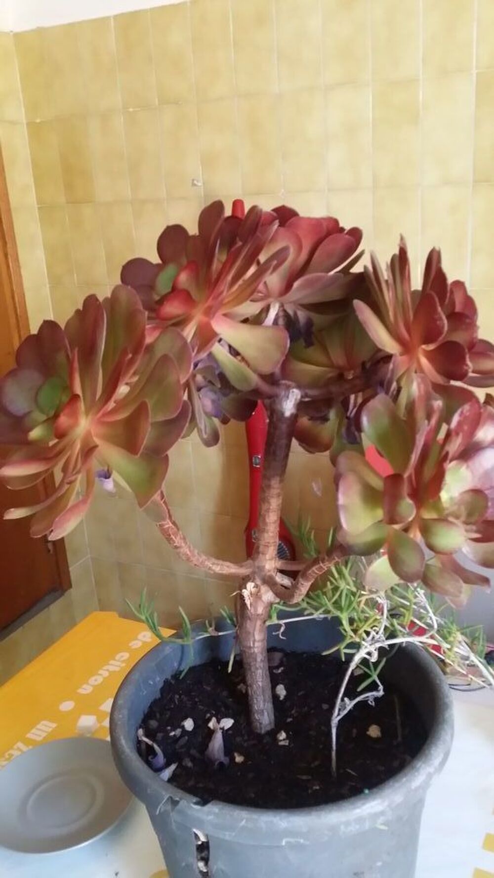 Plantes grasses, Arbre de Jade et A&eacute;onium Jardin