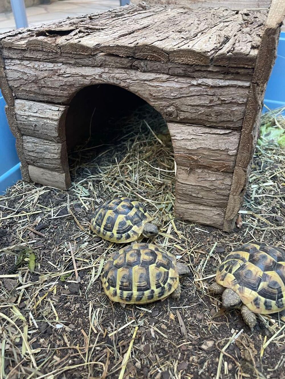 Cabane tortues Jardin