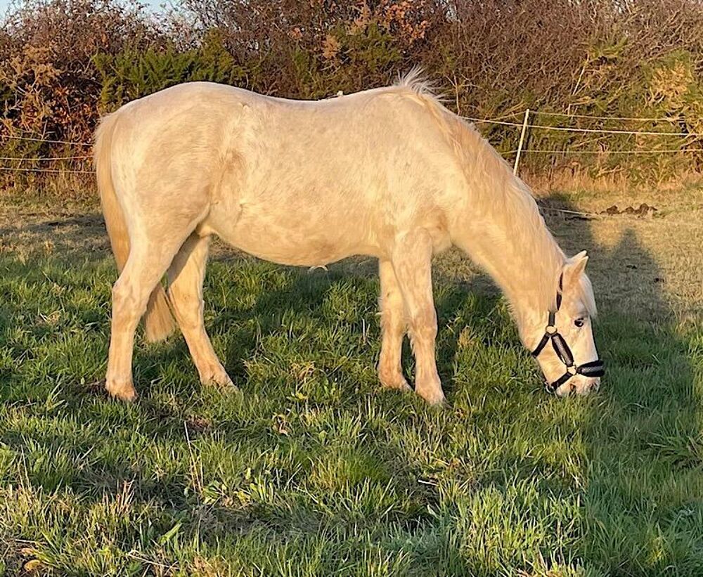   ALBI, beau double poney gris catégorie D à l'adoption 