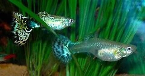 Guppys adultes Mâles et femelles! 2 95110 Sannois