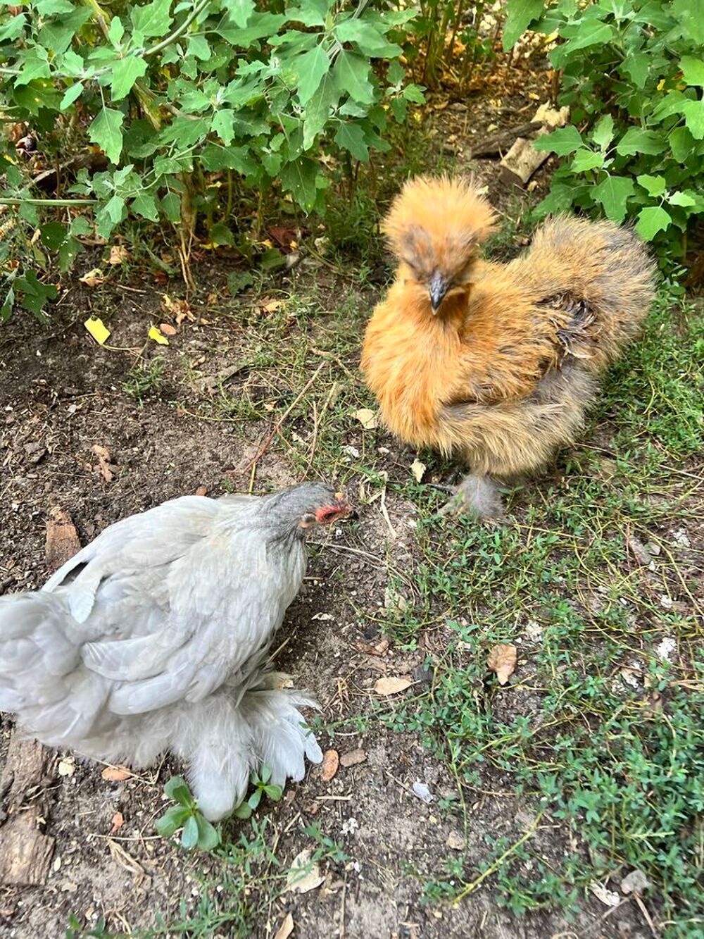 Poules de race P&eacute;kin et soie Silky Jardin
