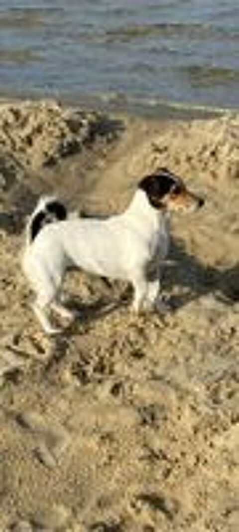   CHIOTS JACK RUSSEL dans les Landes (40) à partir du 5/09 