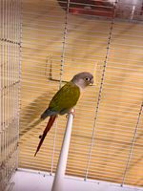  Conure 