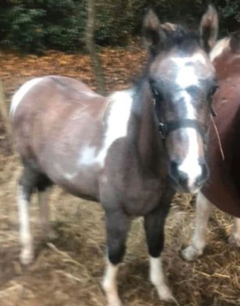   PEPITHO 
OC - PAINT HORSE APHA 