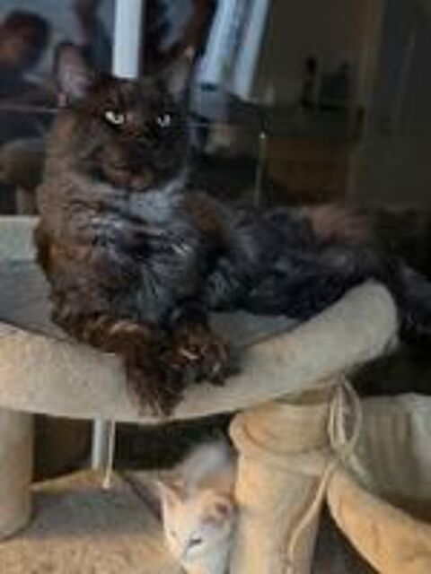   Jolie femelle Maine Coon Disponible de suite  
