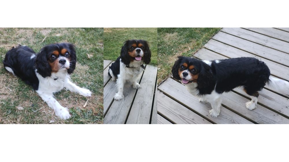   Saillie Cavalier king charles  