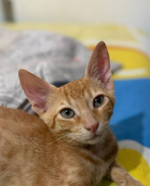 RISQUETO 230 27620 Gasny