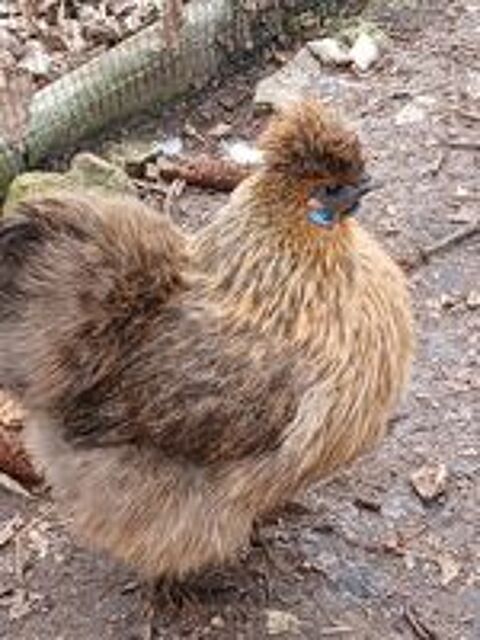   Poules de soies couleur perdrix  