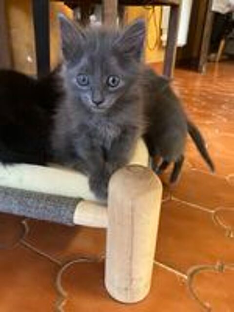   Adorables chatons  