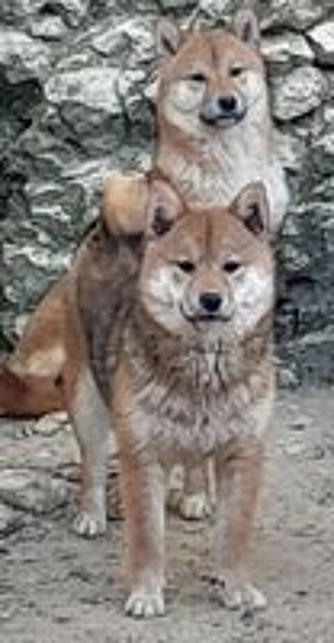   Shiba inu  