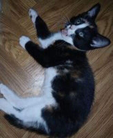   Superbe chaton 
