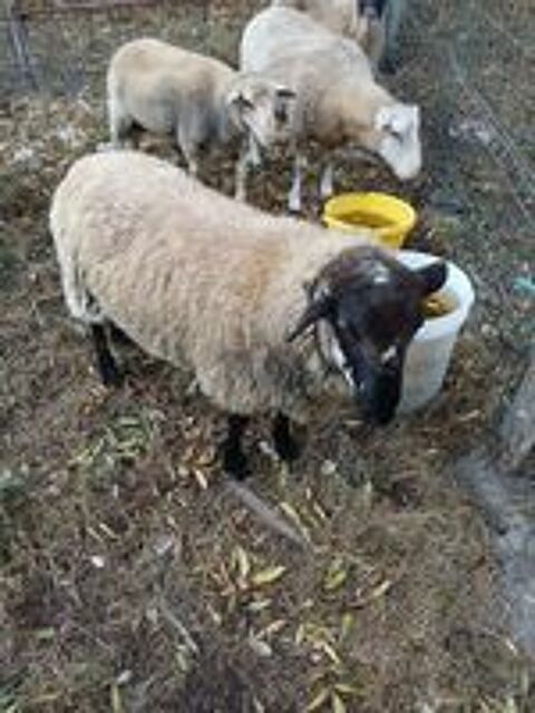   agneau 
