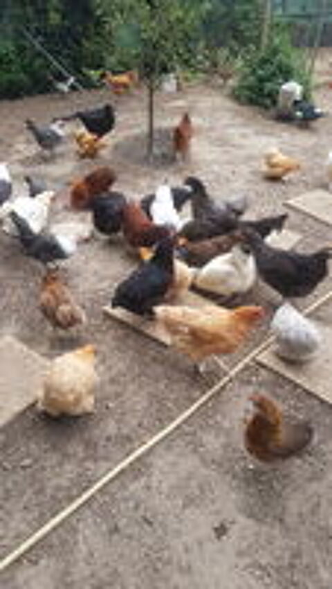   Poules pondeuses émeraudes  