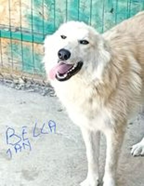   BELLA FEMELLE 1AN NON ST�RILIS�E  A SAUVER DE ROUMANIE ADOPTION OU ACCEUIL  