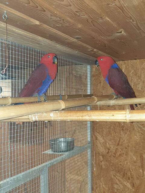 Femelle eclectus eam 67470 Seltz