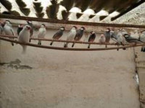   Males paddas  
