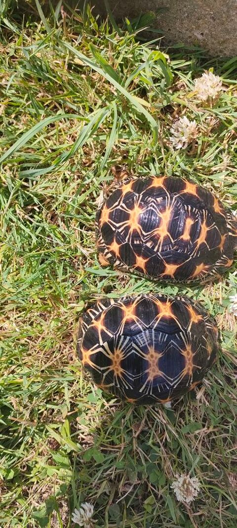Tortue Radiata 1400 85610 La bernardire