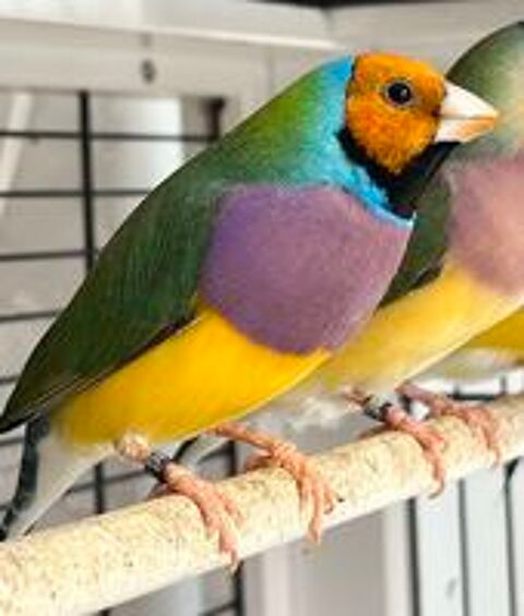   Oiseaux exotiques : Diamant de Gould 