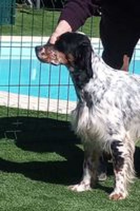   Setter anglais tricolore pour saillie  ( Gironde) 