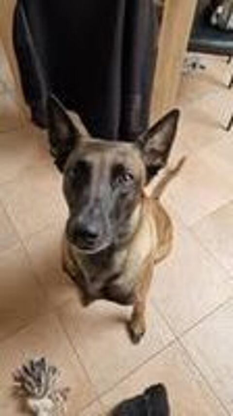   Chien TRIE  l adoption 