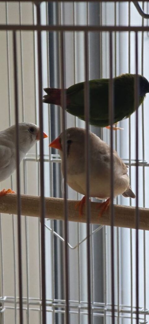 Femelle mandarin 10 44400 Rez�