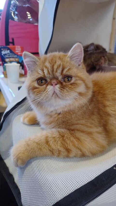 APOLLON DU DOMAINE AUX IRIS 1665 78840 Moisson