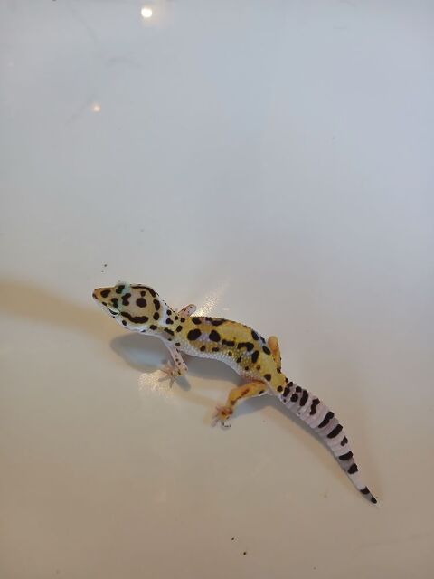 Geckko leopard 4 mois et demi 50 