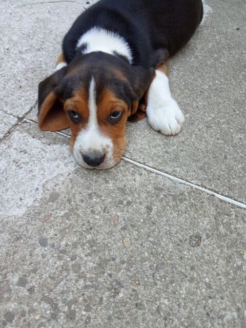 Chiots beagle LOF 700 42210 Bellegarde-en-forez