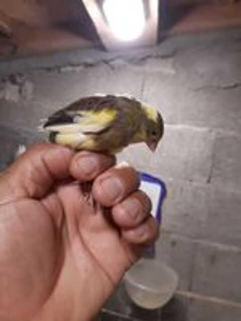   Canari Timbrado 