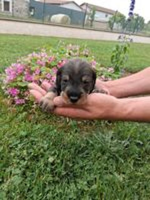   CHIOTS TECKEL A POIL DUR STANDARD LOF COULEUR SANGLIER 