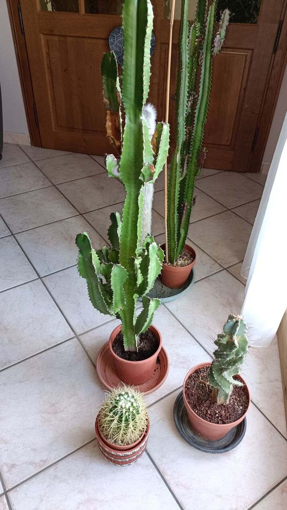 cactus diff&eacute;rentes tailles 
Jardin