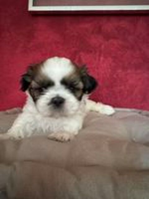   À réserver magnifique petit shih tzu  mâle  