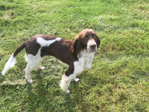 Chiots Epagneul Fran&ccedil;ais 950 56700 Sainte-h�l�ne