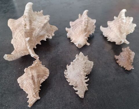 Lot de 6 Murex Ramosus 70 Laruscade (33)