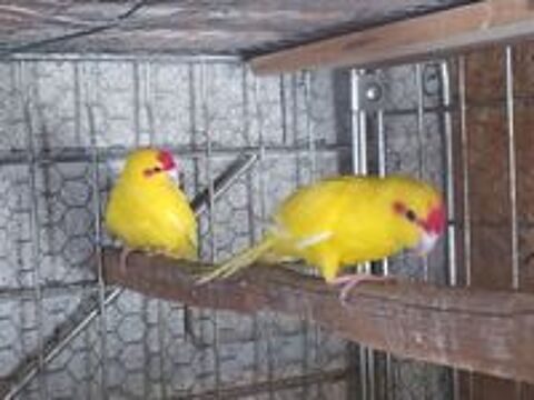   Kakariki 