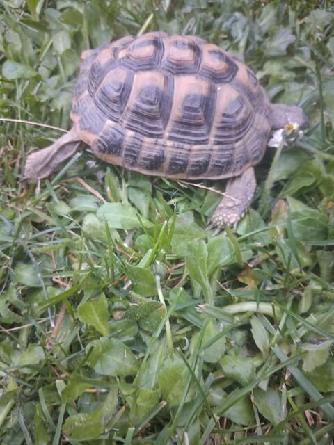 Tortues m&acirc;le de 10 ans 150 43330 Pont-salomon
