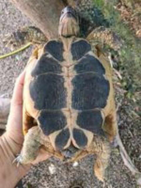   Tortue de terre femelle de 14 ans  