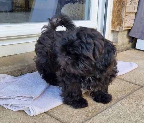  Chiots shih tzu lof 1200 17000 La rochelle