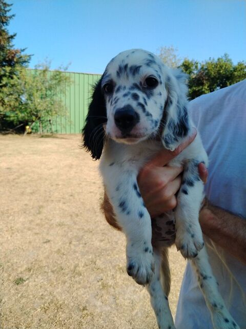 chiots setter anglais 600 33880 Saint-caprais-de-bordeaux