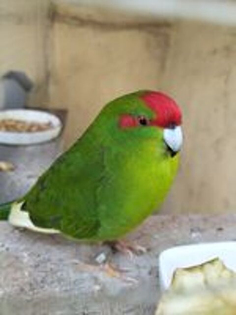   Kakariki  