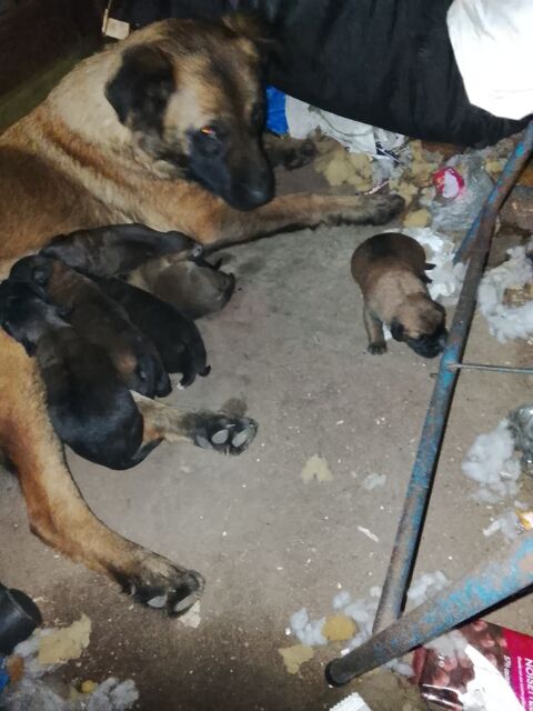 Chiots cane corso x berger allemand  0 93250 Villemomble