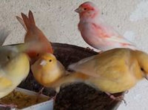   Canaris+chanteurs+et+reproducteurs 