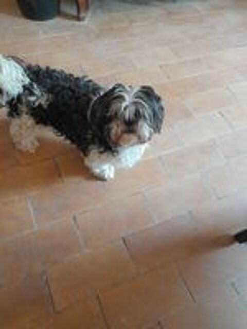   garde de chiens et chats 