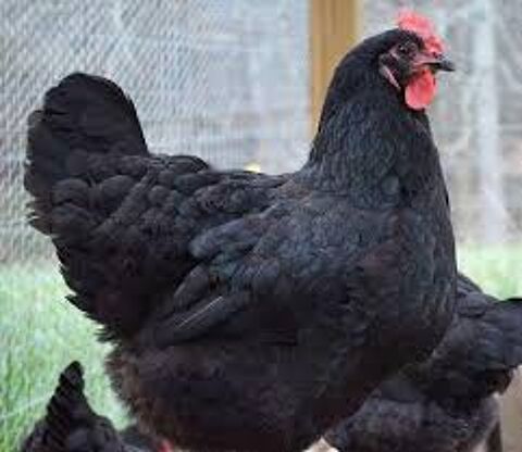 Oeufs de poules géantes de Jersey fécondés à couver 2 68270 Wittenheim