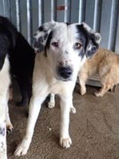   Harley à l'adoption 