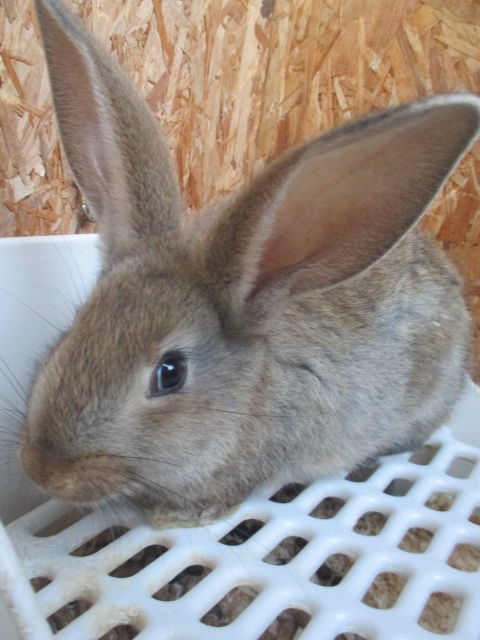 b&eacute;b&eacute; lapin G&eacute;ant des Flandres 15 18340 Levet