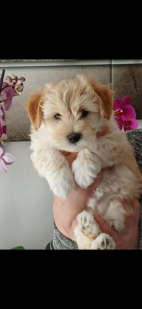 Chiot havaton 650 22100 Lanvallay