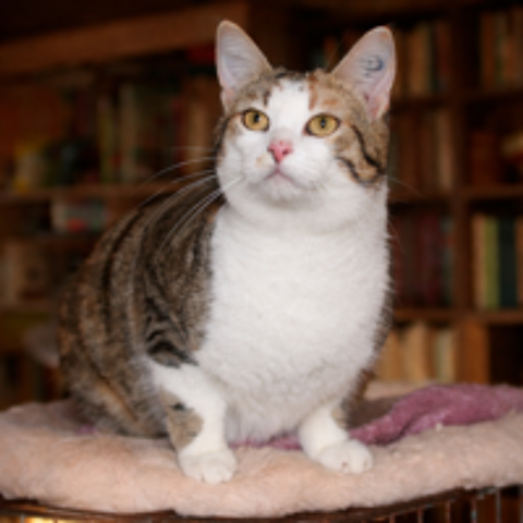   ANOUKI FEMELLE TIGRE BLANC 2 ANS 